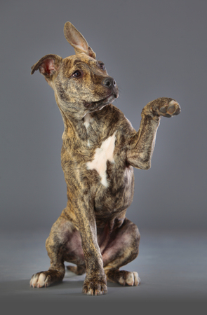 Staffordshire terrier leonado dog in studioの写真素材