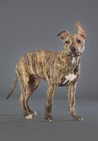 Staffordshire terrier leonado dog in studioの写真素材