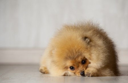 shy and sad pomeranian puppy laying in a wooden backgroundの写真素材