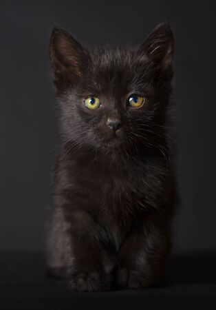 Black cat portrait in studioの写真素材