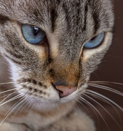 Cat face portrait in studioの写真素材