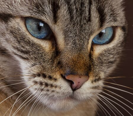 Cat face portrait in studioの写真素材