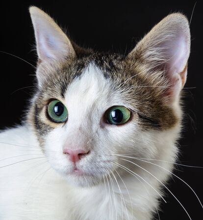 Little Cat portrait in studioの写真素材