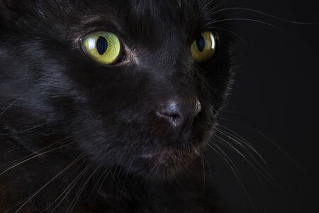 black cat portrait in studioの写真素材