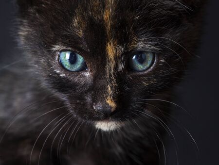 Black cat face portrait in studioの写真素材