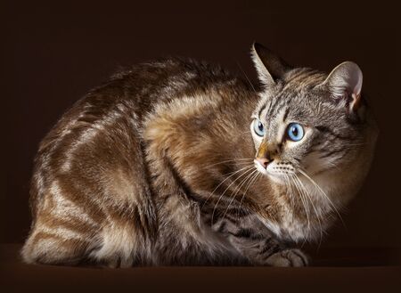 Blue eyes cat portrait in studioの写真素材