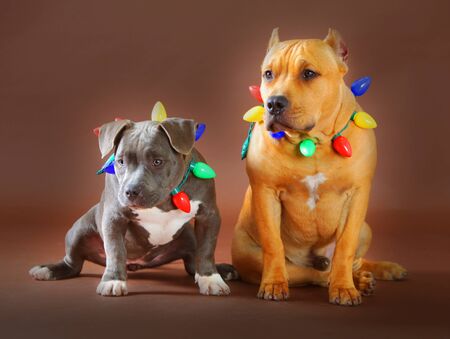 pitbull daddy and puppy with chrsitmas lights i brown backgroundの写真素材