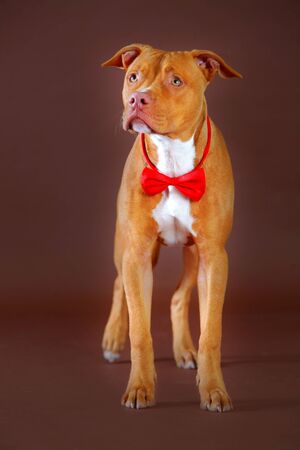 pitbull with a red bowtie redy for partyの写真素材