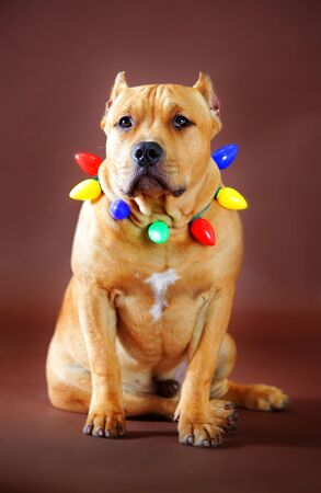 pitbull wearing christmas light decoration in brown backgroundの写真素材