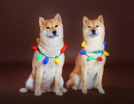 two shiba inu with christmas light in brown backgroundの写真素材