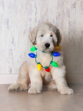 white fluffly puppy with chritmas lights in a wooden backgroundの写真素材