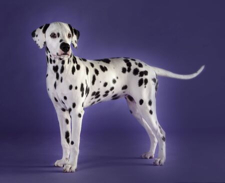 Little Dalmatian dog in studio with blue backgroundの写真素材