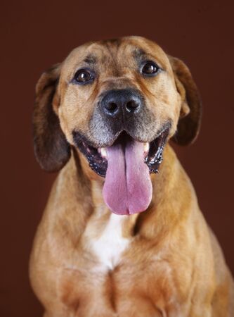 happy staffordshire bull terrier in studioの写真素材