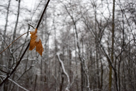 Yellow last leaf on a branch in the forest covered with ice and snow. Autumn merging winter.の写真素材