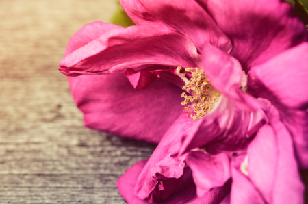 Rose on the wooden backgroundの写真素材