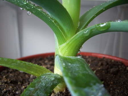 Aloe vera is a good antioxidantの写真素材