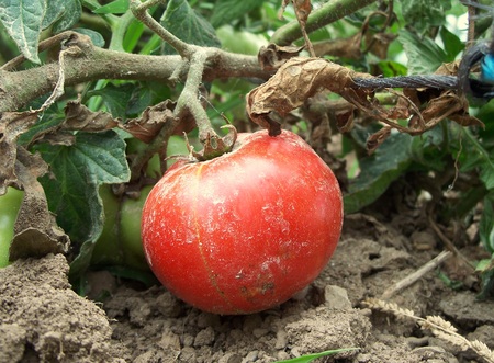 Cultivation of tomato plants in the gardenの写真素材