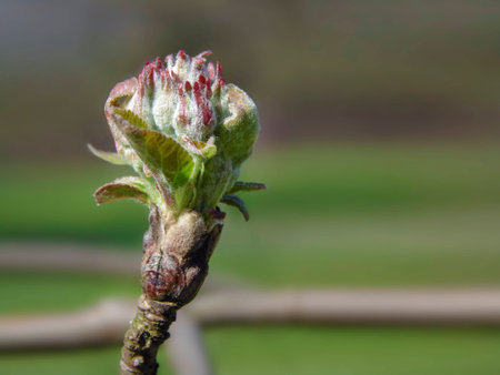 Little spring bud on a plant