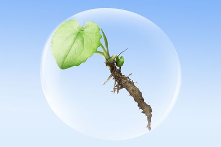 small plant in a bubble