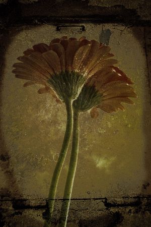  two gerbera daisies isolated on dark backgroundの写真素材