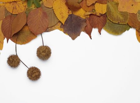 Autumn leaves and acorns frame isolated on white.の写真素材