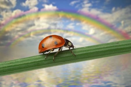 ladybug walking on a leafの写真素材