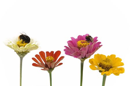 flowers and beesの写真素材