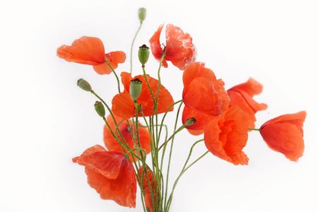 poppy flowersの写真素材