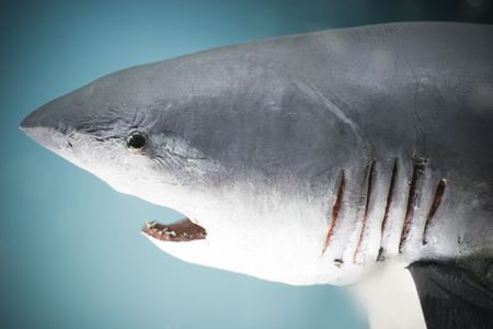 sharkの写真素材