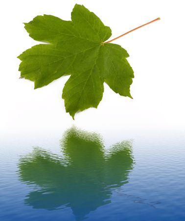 green leaf and its water reflectionの写真素材