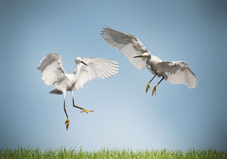 love - pair of cranes on a meadowの写真素材