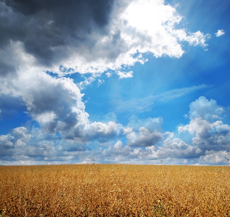 	grain field and beautiful sky - summer backgroundの写真素材