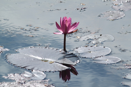 Single pink lotus flower in pond. Leaves around on tranquil water surface. Lighting changes colour of leaves from green to silver.の写真素材