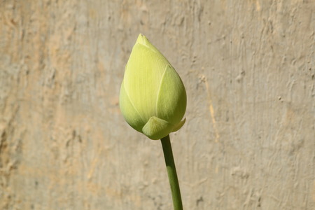 Green lotus flower bud with brown wall at the backgroundの写真素材