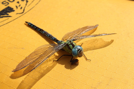 Colourful dragon fly with beautiful long wings and small fly close to him.の写真素材