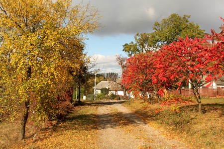 Picturesque colorful autumn landscape. Gold and red trees in village with dirty road in the middle and small white house at the background.の写真素材