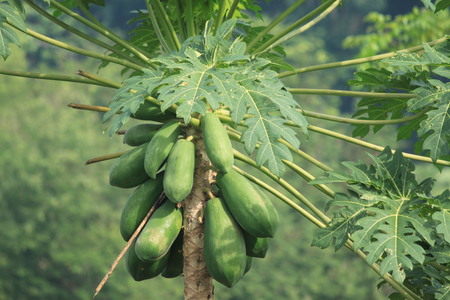 One tree full of ripe green papaya fruits in an orchardの写真素材