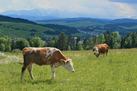 Two brown cows grazing on green meadowの写真素材