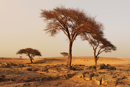 Dry trees on desert in Morocco. The sky is gray and the air is not clear because of a sandstorm.の写真素材
