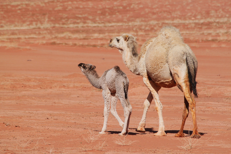 Wadi Rum in Jordan.の写真素材