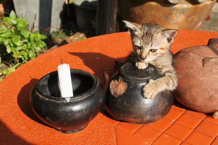 Artistic scene with baby cat sitting on an orange table. On the table also two dark brown pots with white candle.の写真素材