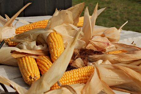 Many ripe corn cob scattered in disarray with dry leaves aroundの写真素材