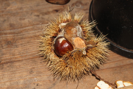 One edible chestnut in the open shell on a wooden tableの写真素材