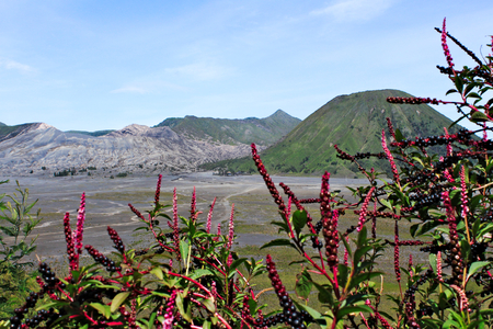 Active Bromo Vulcano-Tengger-Semeru National Park with pink wild flowersの写真素材