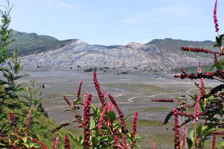 Active Bromo Vulcano-Tengger-Semeru National Park with pink wild flowersの写真素材