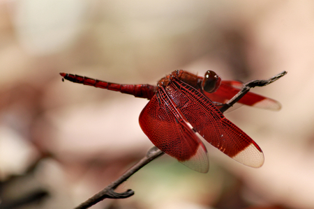 Single red dragonfly with a red tailの写真素材