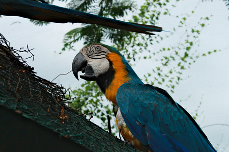 Single color yellow parrots sitting on a branch with open beakの写真素材