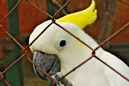 Single white cockatoo parrot with yellow feathers.の写真素材
