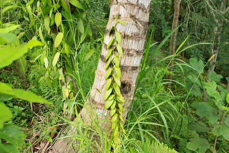 Green vanilla plant climbing on tree trunkの写真素材