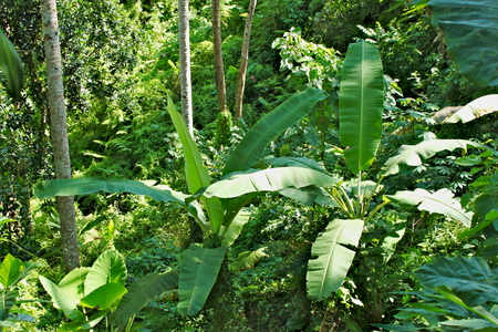 Big green ferns and trees in the rain forest - asian jungle in national parkの写真素材